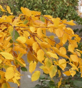 grab pendula - ozdobne dzewo o złotym jesiennym ubarwieniu